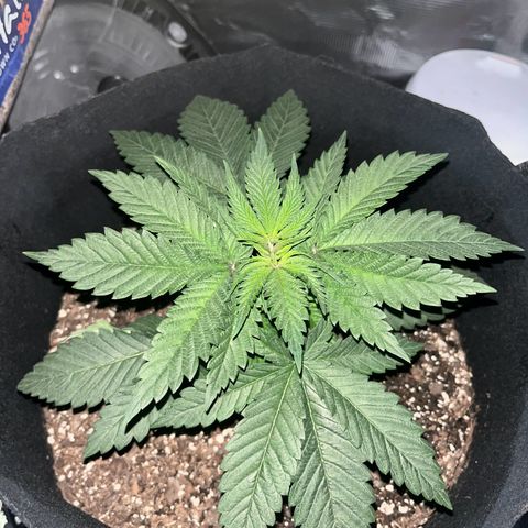 Runtz Muffin growlog photo: Moving the plant into a bigger tent a 4x2 last tent was too small about 32 inch in height 