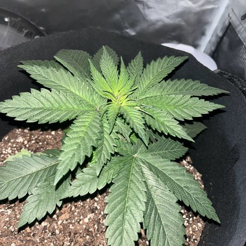 Runtz Muffin growlog photo: Moving the plant into a bigger tent a 4x2 last tent was too small about 32 inch in height 