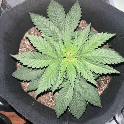Runtz Muffin growlog photo: Moving the plant into a bigger tent a 4x2 last tent was too small about 32 inch in height 