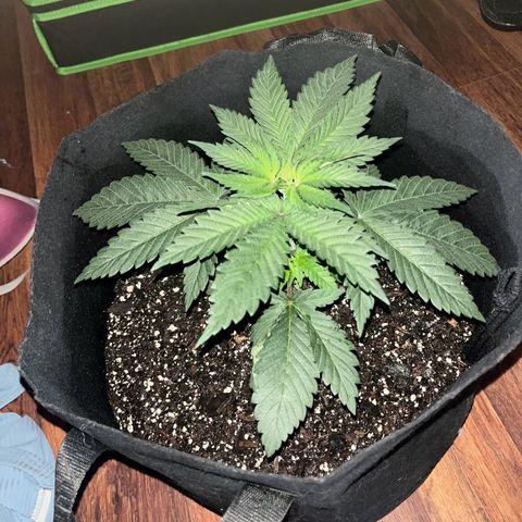 Runtz Muffin growlog photo: Moving the plant into a bigger tent a 4x2 last tent was too small about 32 inch in height 