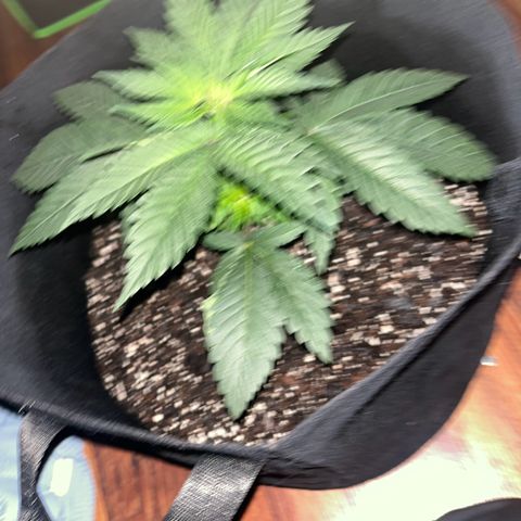 Runtz Muffin growlog photo: Moving the plant into a bigger tent a 4x2 last tent was too small about 32 inch in height 