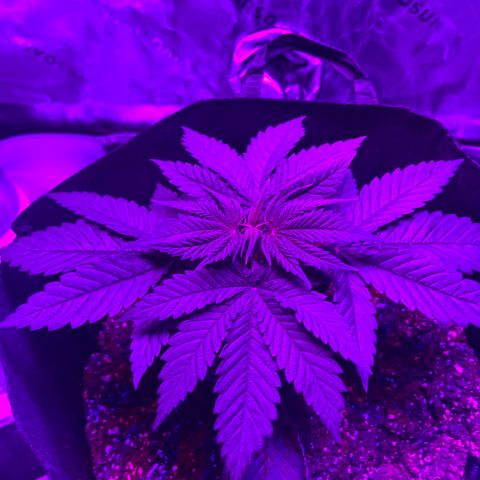 Runtz Muffin growlog photo: Going to be topping tomorrow and taking little fan leaves out.