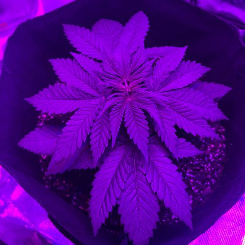 Runtz Muffin growlog photo: Going to be topping tomorrow and taking little fan leaves out.