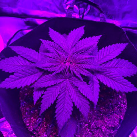 Runtz Muffin growlog photo: Going to be topping tomorrow and taking little fan leaves out.