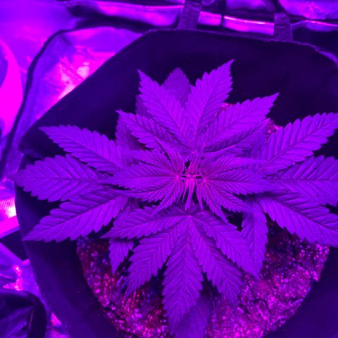 Runtz Muffin growlog photo: Going to be topping tomorrow and taking little fan leaves out.