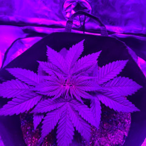 Runtz Muffin growlog photo: Going to be topping tomorrow and taking little fan leaves out.