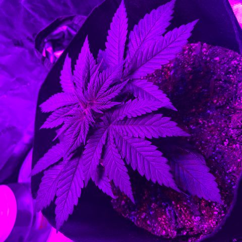 Runtz Muffin growlog photo: Going to be topping tomorrow and taking little fan leaves out.