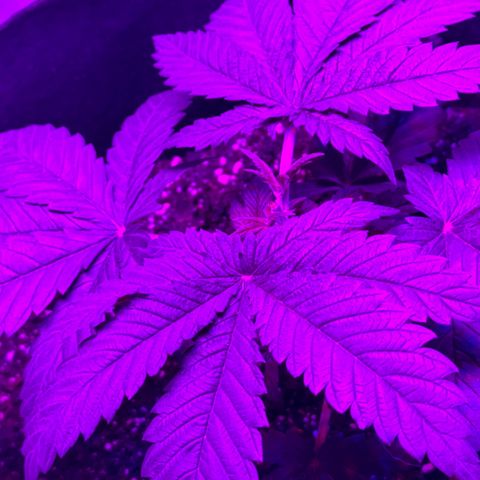Runtz Muffin growlog photo: Topped and cleaned up a little around the parts where the lights weren’t hitting so the energy is focused on fan leaves that are visible.