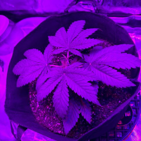 Runtz Muffin growlog photo: Topped and cleaned up a little around the parts where the lights weren’t hitting so the energy is focused on fan leaves that are visible.