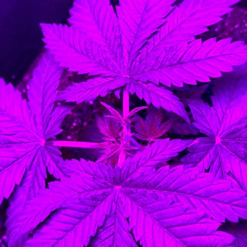 Runtz Muffin growlog photo: Topped and cleaned up a little around the parts where the lights weren’t hitting so the energy is focused on fan leaves that are visible.