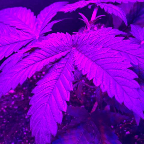 Runtz Muffin growlog photo: Topped and cleaned up a little around the parts where the lights weren’t hitting so the energy is focused on fan leaves that are visible.
