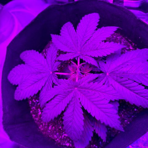 Runtz Muffin growlog photo: Topped and cleaned up a little around the parts where the lights weren’t hitting so the energy is focused on fan leaves that are visible.