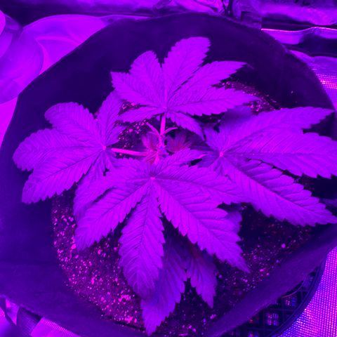 Runtz Muffin growlog photo: Topped and cleaned up a little around the parts where the lights weren’t hitting so the energy is focused on fan leaves that are visible.
