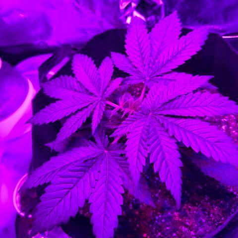 Runtz Muffin growlog photo: Looking healthy, plants reaching for the light 