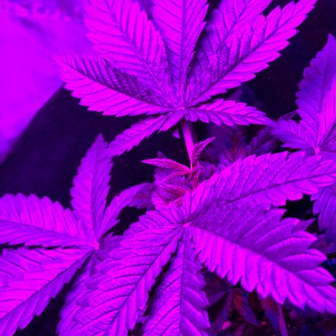 Runtz Muffin growlog photo: Looking healthy, plants reaching for the light 