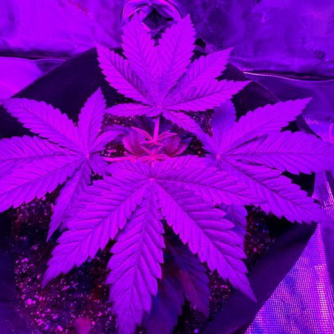 Runtz Muffin growlog photo: Looking healthy, plants reaching for the light 
