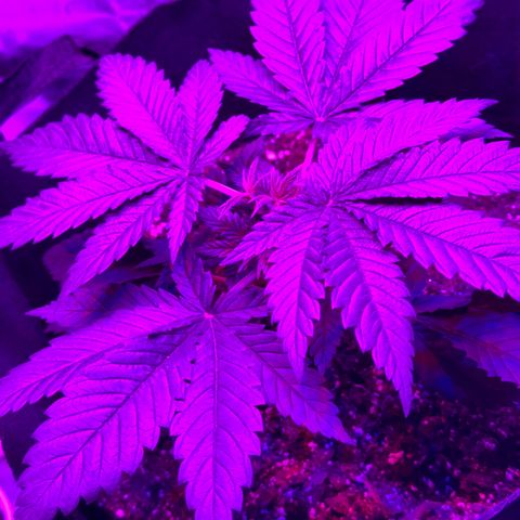 Runtz Muffin growlog photo: Looking healthy, plants reaching for the light 
