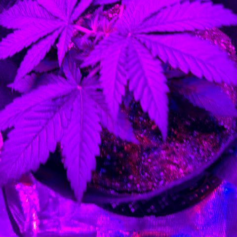 Runtz Muffin growlog photo: Looking healthy, plants reaching for the light 