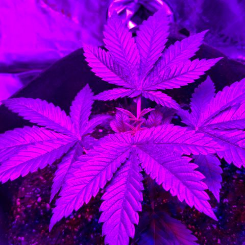 Runtz Muffin growlog photo: Looking healthy, plants reaching for the light 
