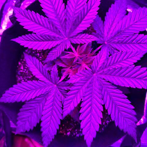Runtz Muffin growlog photo: Plants doing great ever since I topped it. Should be expecting some explosive growth soon.