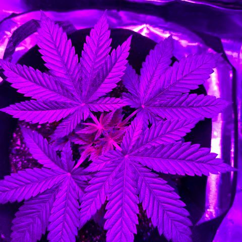 Runtz Muffin growlog photo: Plants doing great ever since I topped it. Should be expecting some explosive growth soon.