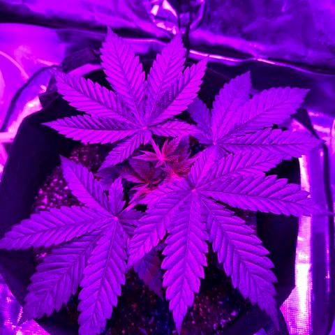 Runtz Muffin growlog photo: Plants doing great ever since I topped it. Should be expecting some explosive growth soon.