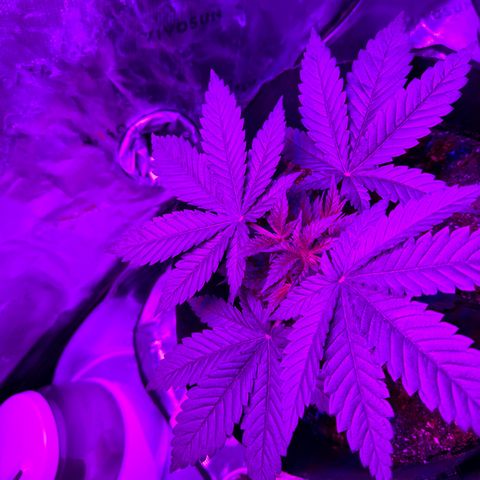 Runtz Muffin growlog photo: Starting feeding mixed new nutrients added cal mag this time.