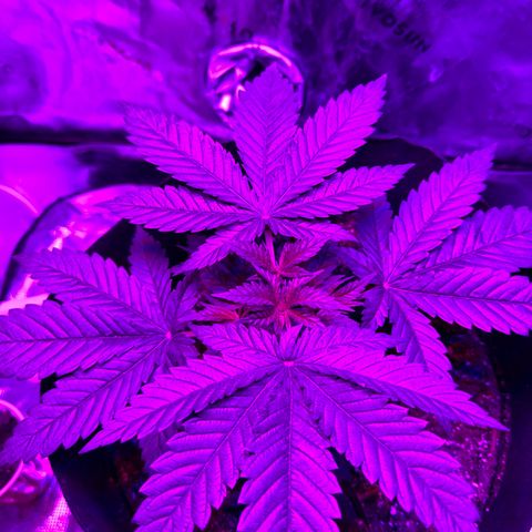 Runtz Muffin growlog photo: Starting feeding mixed new nutrients added cal mag this time.