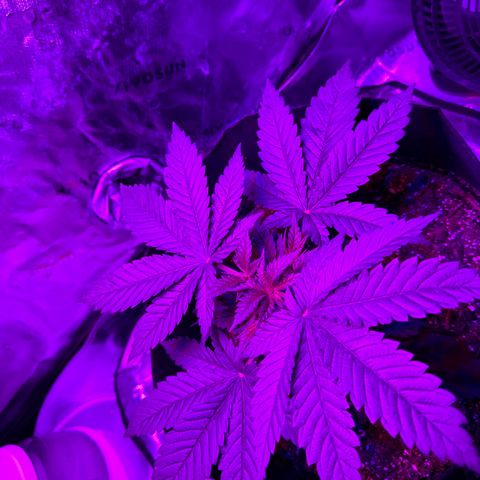 Runtz Muffin growlog photo: Starting feeding mixed new nutrients added cal mag this time.