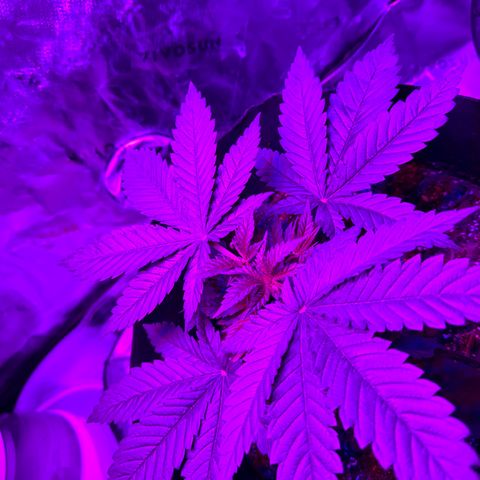 Runtz Muffin growlog photo: Starting feeding mixed new nutrients added cal mag this time.