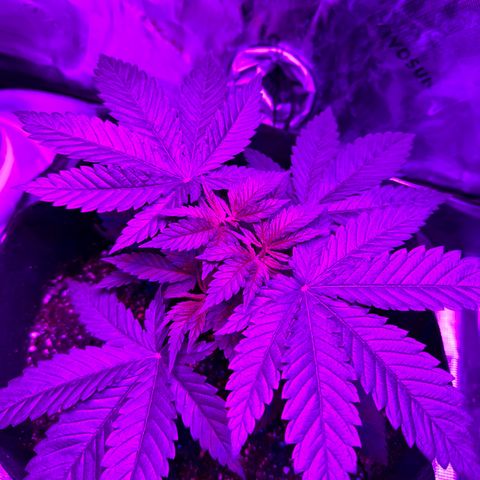 Runtz Muffin growlog photo: Looks healthy so far, doesn’t seem to be taking in all the nutrients, could be a result of me topping it a couple days ago, maybe it’s still healing. 