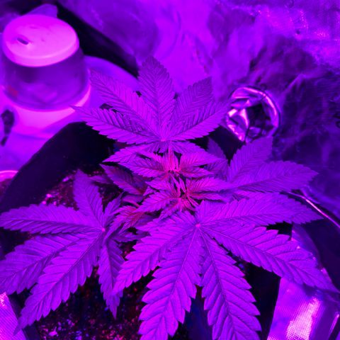 Runtz Muffin growlog photo: Looks healthy so far, doesn’t seem to be taking in all the nutrients, could be a result of me topping it a couple days ago, maybe it’s still healing. 