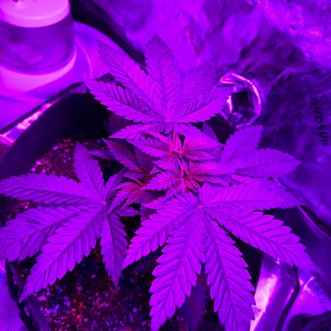 Runtz Muffin growlog photo: Looks healthy so far, doesn’t seem to be taking in all the nutrients, could be a result of me topping it a couple days ago, maybe it’s still healing. 