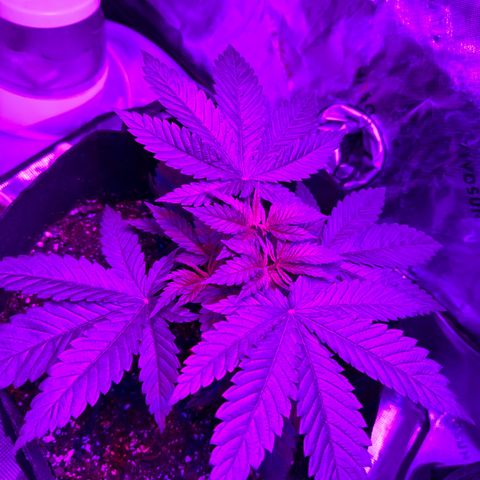 Runtz Muffin growlog photo: Looks healthy so far, doesn’t seem to be taking in all the nutrients, could be a result of me topping it a couple days ago, maybe it’s still healing. 