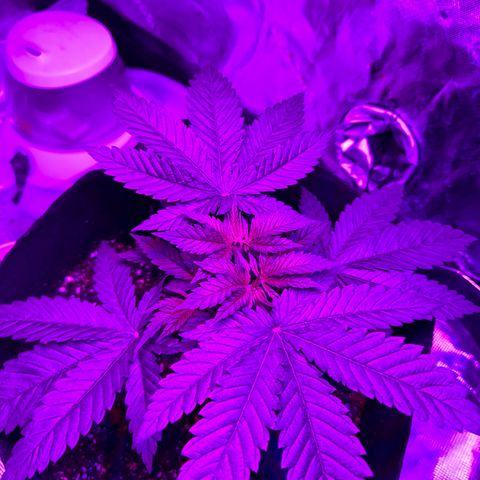 Runtz Muffin growlog photo: Looks healthy so far, doesn’t seem to be taking in all the nutrients, could be a result of me topping it a couple days ago, maybe it’s still healing. 