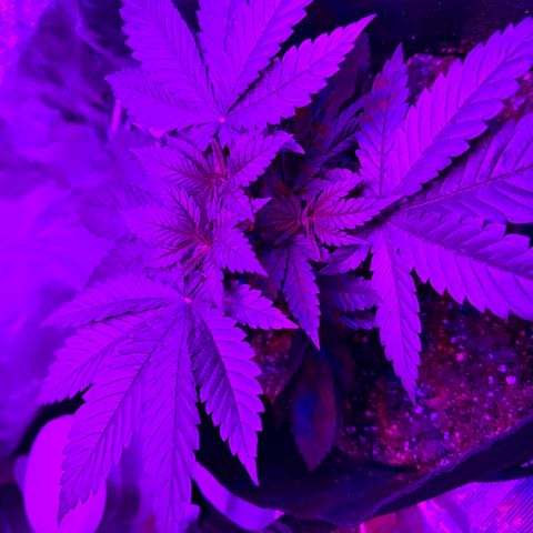 Runtz Muffin growlog timeline photo
