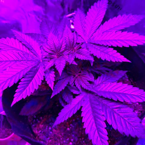 Runtz Muffin growlog timeline photo
