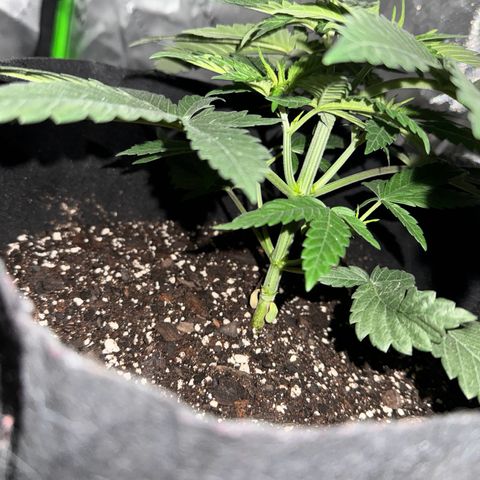 Runtz Muffin growlog photo: They looking healthy getting a lil bushy now 