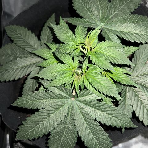 Runtz Muffin growlog photo: They looking healthy getting a lil bushy now 