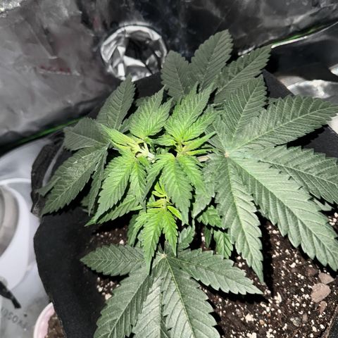 Runtz Muffin growlog photo: They looking healthy getting a lil bushy now 