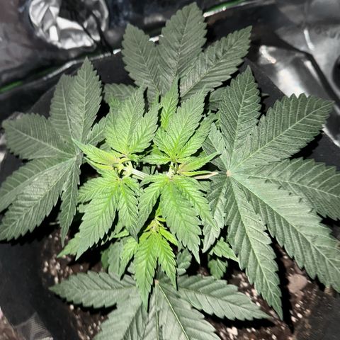 Runtz Muffin growlog photo: They looking healthy getting a lil bushy now 
