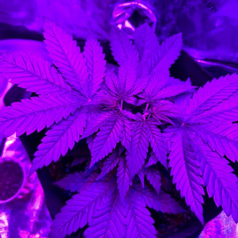 Runtz Muffin growlog timeline photo