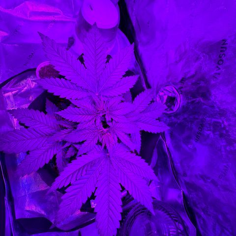 Runtz Muffin growlog timeline photo