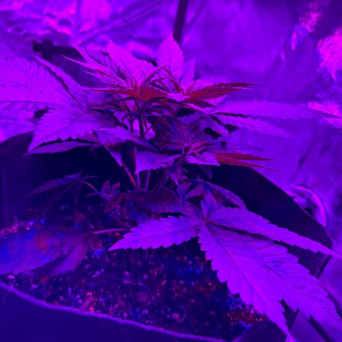 Runtz Muffin growlog photo: Grew pretty big I think.