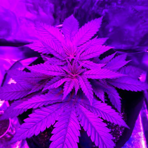 Runtz Muffin growlog photo: Grew pretty big I think.
