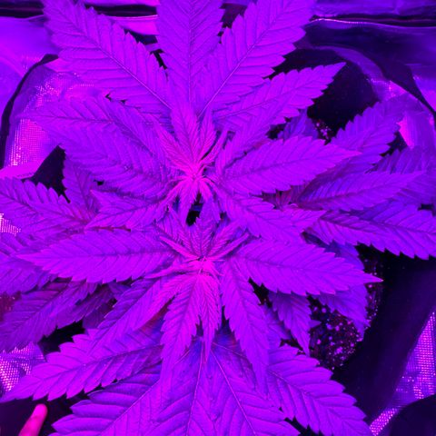 Runtz Muffin growlog photo: Grew pretty big I think.
