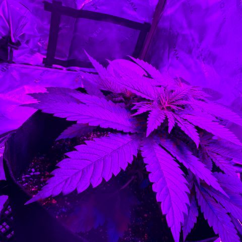 Runtz Muffin growlog photo: They look super healthy 