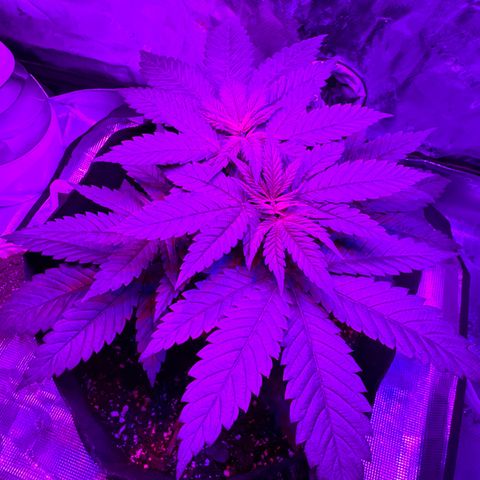 Runtz Muffin growlog photo: They look super healthy 
