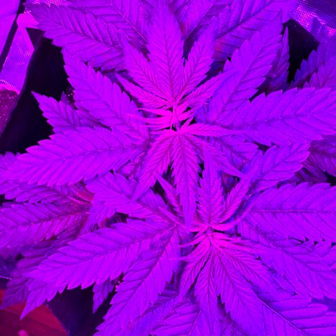 Runtz Muffin growlog photo: They look super healthy 