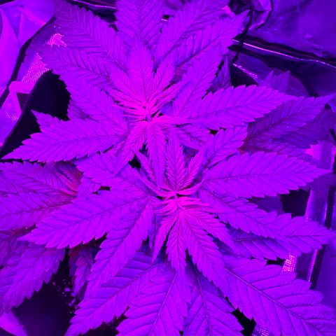 Runtz Muffin growlog photo: They look super healthy 